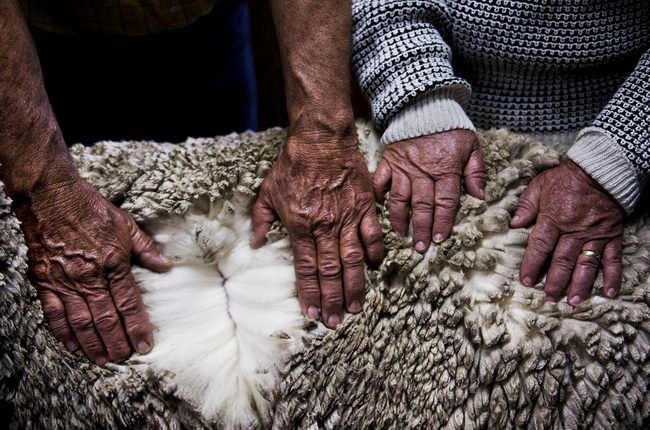 新西兰澳洲羊毛市场疲软南非羊毛供小于求价格