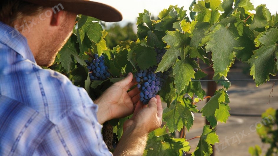 酿酒师在葡萄园里检查葡萄。